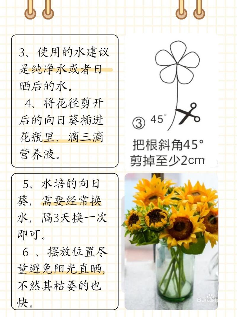 太阳花喜欢水吗，太阳花喜欢淋雨吗？-第2张图片-优品飞百科