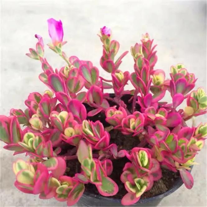 太阳花喜欢水吗，太阳花喜欢淋雨吗？-第3张图片-优品飞百科