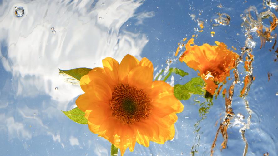 太阳花喜欢水吗，太阳花喜欢淋雨吗？-第4张图片-优品飞百科