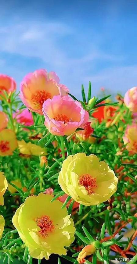 太阳花喜欢水吗，太阳花喜欢淋雨吗？-第5张图片-优品飞百科