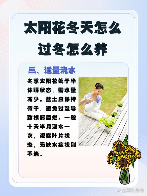 太阳花喜欢水吗，太阳花喜欢淋雨吗？-第6张图片-优品飞百科