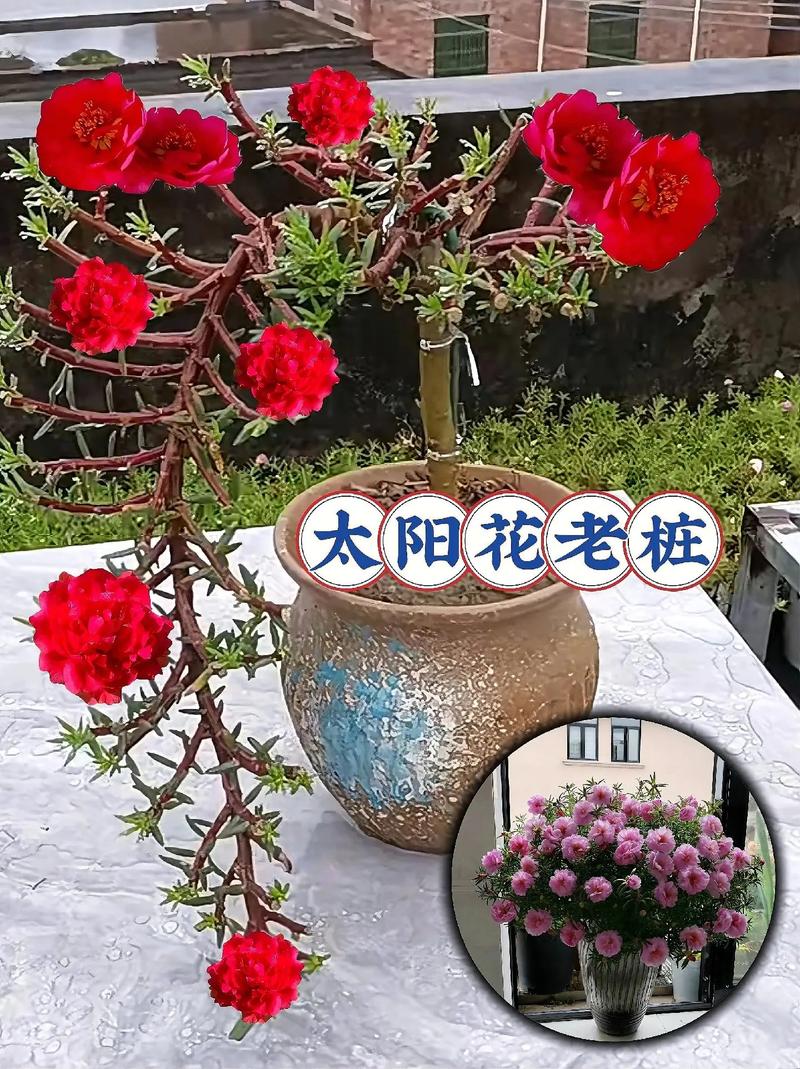 太阳花喜欢水吗，太阳花喜欢淋雨吗？-第7张图片-优品飞百科