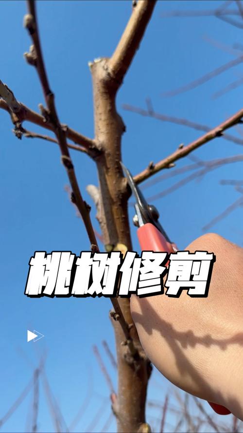 桃花春天怎么养,桃花春天开花吗?-第3张图片-优品飞百科 桃花春天怎么养,桃花春天开花吗?-第3张图片-优品飞百科