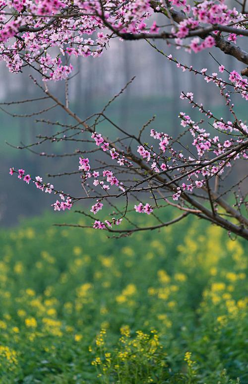 桃花春天怎么养,桃花春天开花吗?-第5张图片-优品飞百科 桃花春天怎么养,桃花春天开花吗?-第5张图片-优品飞百科