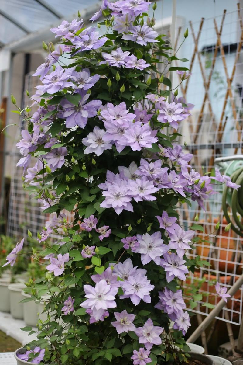 铁线莲冬天能开花吗,铁线莲冬天可以种植吗-第1张图片-优品飞百科 铁线莲冬天能开花吗,铁线莲冬天可以种植吗-第1张图片-优品飞百科