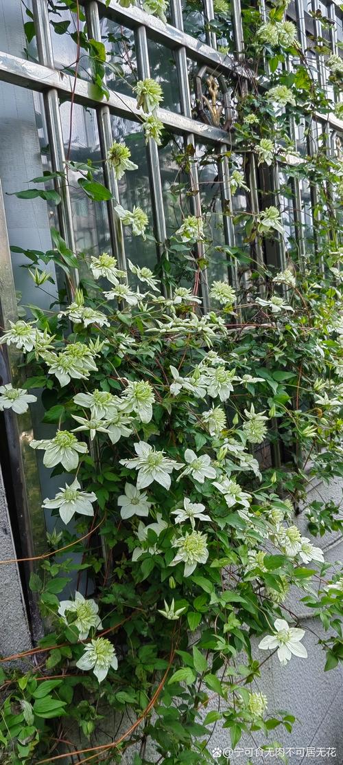 铁线莲冬天能开花吗,铁线莲冬天可以种植吗-第2张图片-优品飞百科 铁线莲冬天能开花吗,铁线莲冬天可以种植吗-第2张图片-优品飞百科