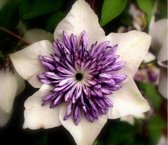 铁线莲冬天能开花吗,铁线莲冬天可以种植吗-第3张图片-优品飞百科 铁线莲冬天能开花吗,铁线莲冬天可以种植吗-第3张图片-优品飞百科