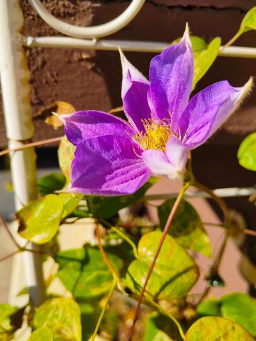 铁线莲冬天能开花吗,铁线莲冬天可以种植吗-第4张图片-优品飞百科 铁线莲冬天能开花吗,铁线莲冬天可以种植吗-第4张图片-优品飞百科