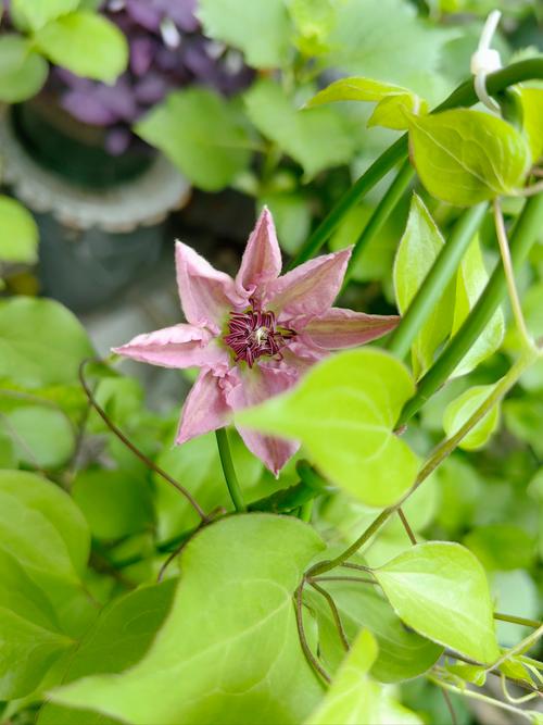 铁线莲冬天能开花吗,铁线莲冬天可以种植吗-第5张图片-优品飞百科 铁线莲冬天能开花吗,铁线莲冬天可以种植吗-第5张图片-优品飞百科