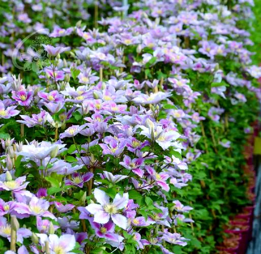 铁线莲冬天能开花吗,铁线莲冬天可以种植吗-第6张图片-优品飞百科 铁线莲冬天能开花吗,铁线莲冬天可以种植吗-第6张图片-优品飞百科