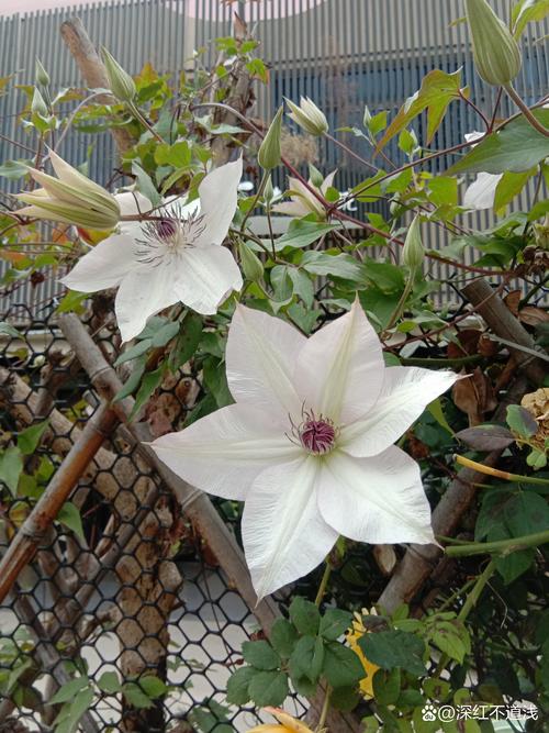 铁线莲冬天能开花吗,铁线莲冬天可以种植吗-第7张图片-优品飞百科 铁线莲冬天能开花吗,铁线莲冬天可以种植吗-第7张图片-优品飞百科