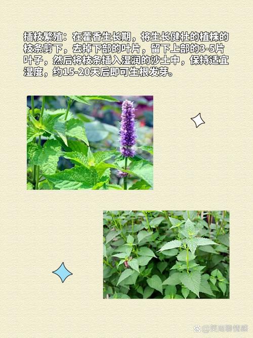 盆栽藿香种植方法？盆栽藿香种植方法和技术？