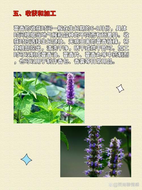 盆栽藿香种植方法？盆栽藿香种植方法和技术？-第3张图片-优品飞百科