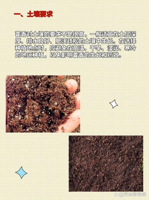 盆栽藿香种植方法？盆栽藿香种植方法和技术？-第4张图片-优品飞百科