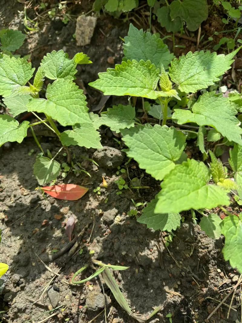 盆栽藿香种植方法？盆栽藿香种植方法和技术？-第5张图片-优品飞百科