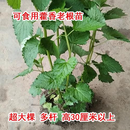 盆栽藿香种植方法？盆栽藿香种植方法和技术？-第6张图片-优品飞百科