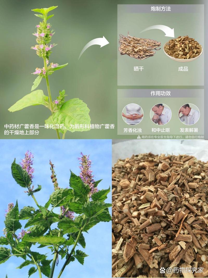 盆栽藿香种植方法？盆栽藿香种植方法和技术？-第7张图片-优品飞百科
