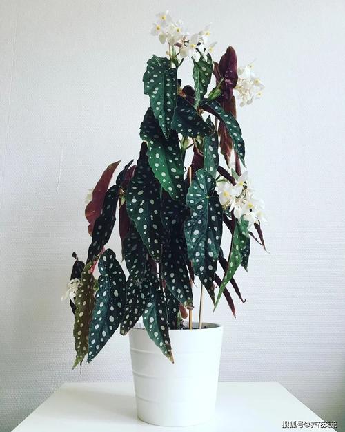 飞龙换盆时间？飞龙养殖技术视频？