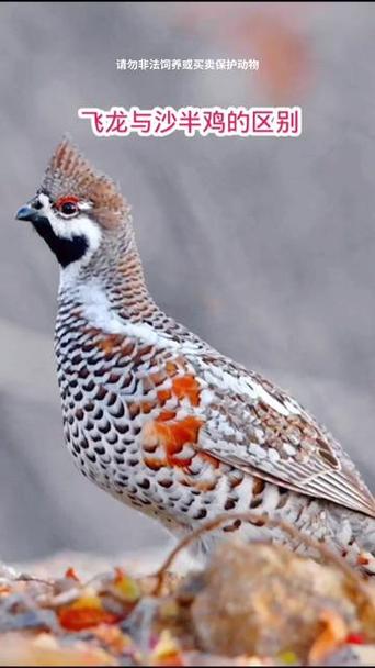 飞龙换盆时间？飞龙养殖技术视频？-第5张图片-优品飞百科