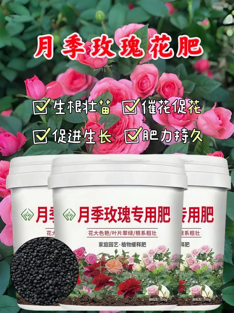 玫瑰花什么时候施肥，玫瑰花什么时候施肥,施什么肥好-第3张图片-优品飞百科