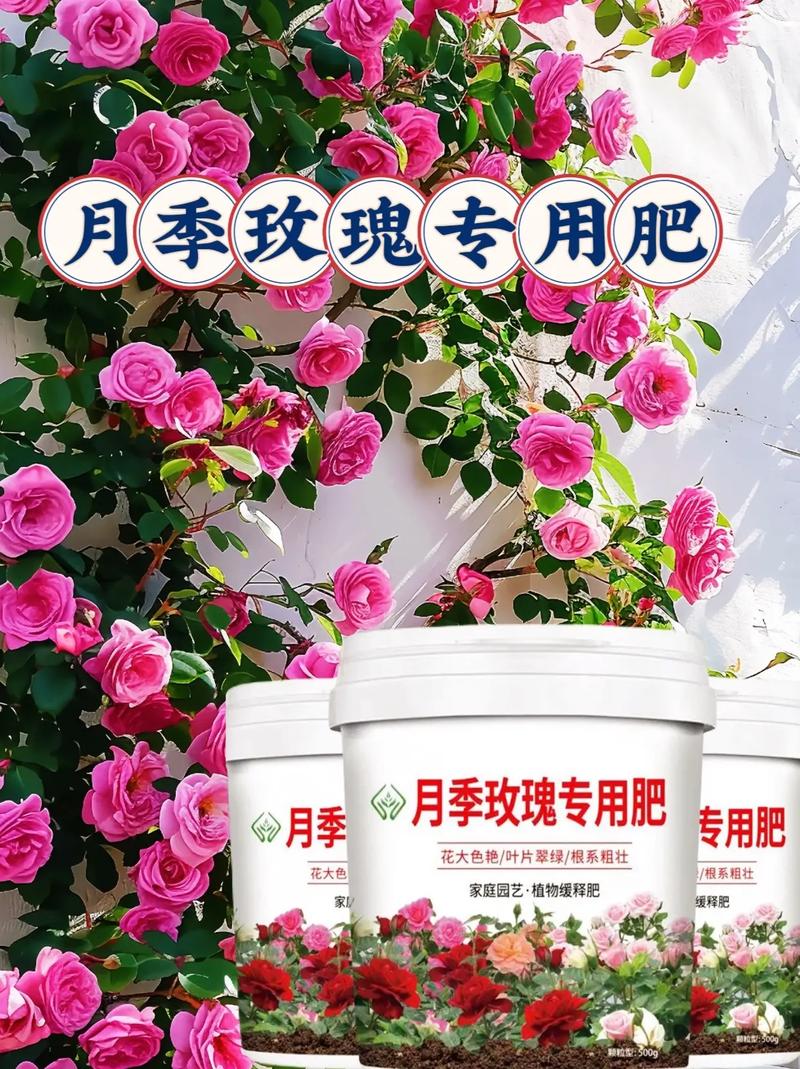 玫瑰花什么时候施肥，玫瑰花什么时候施肥,施什么肥好-第4张图片-优品飞百科