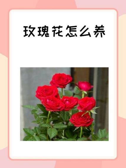 玫瑰花什么时候施肥，玫瑰花什么时候施肥,施什么肥好-第5张图片-优品飞百科