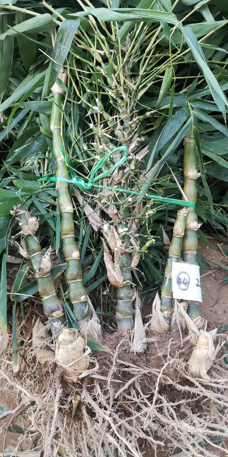 罗汉竹可以水养吗？罗汉竹的水养方法和注意事项？-第2张图片-优品飞百科