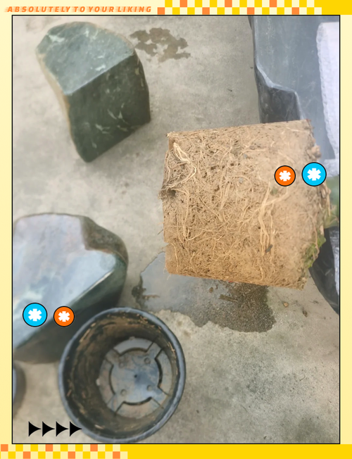 罗汉竹可以水养吗？罗汉竹的水养方法和注意事项？-第3张图片-优品飞百科