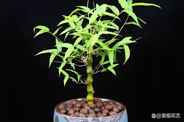 罗汉竹可以水养吗？罗汉竹的水养方法和注意事项？-第4张图片-优品飞百科