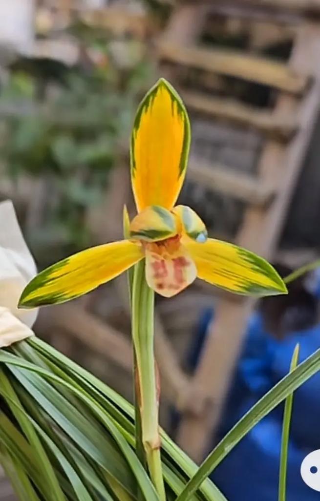 豆瓣兰的养殖方法，豆瓣兰的养殖方法视频