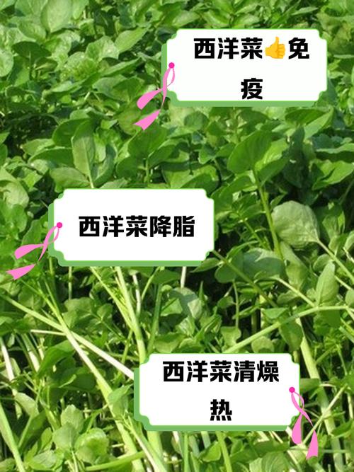 豆瓣兰的养殖方法，豆瓣兰的养殖方法视频-第2张图片-优品飞百科