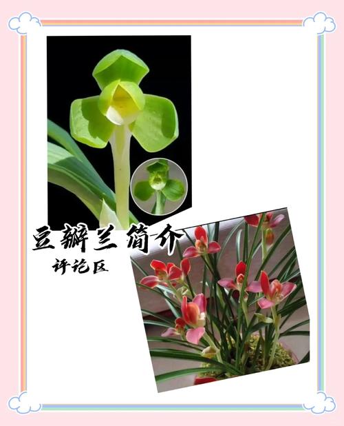 豆瓣兰的养殖方法，豆瓣兰的养殖方法视频-第3张图片-优品飞百科