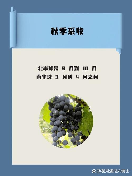 葡萄施肥距离根部多远？葡萄施肥距离根部多远合适？