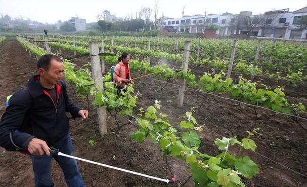 葡萄施肥距离根部多远？葡萄施肥距离根部多远合适？-第2张图片-优品飞百科