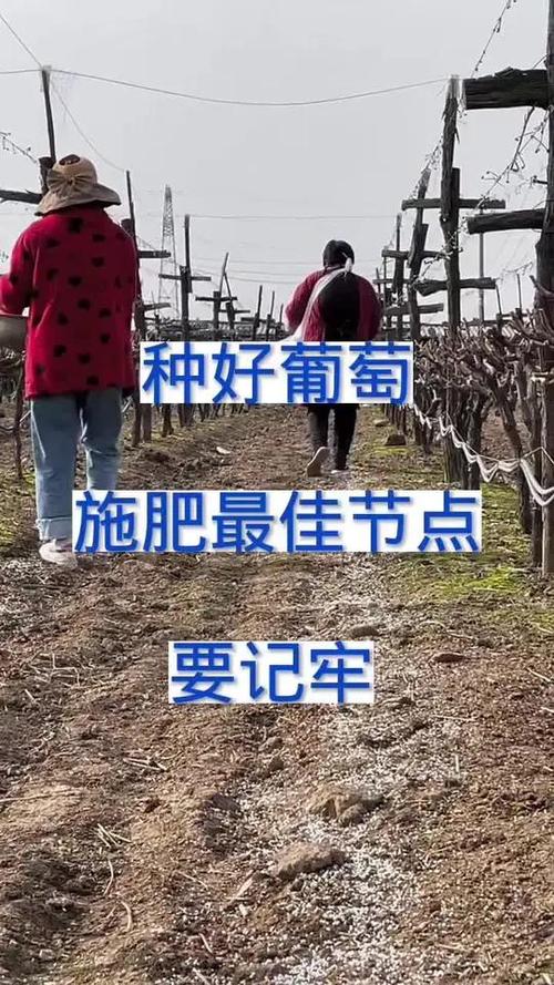 葡萄施肥距离根部多远？葡萄施肥距离根部多远合适？-第4张图片-优品飞百科