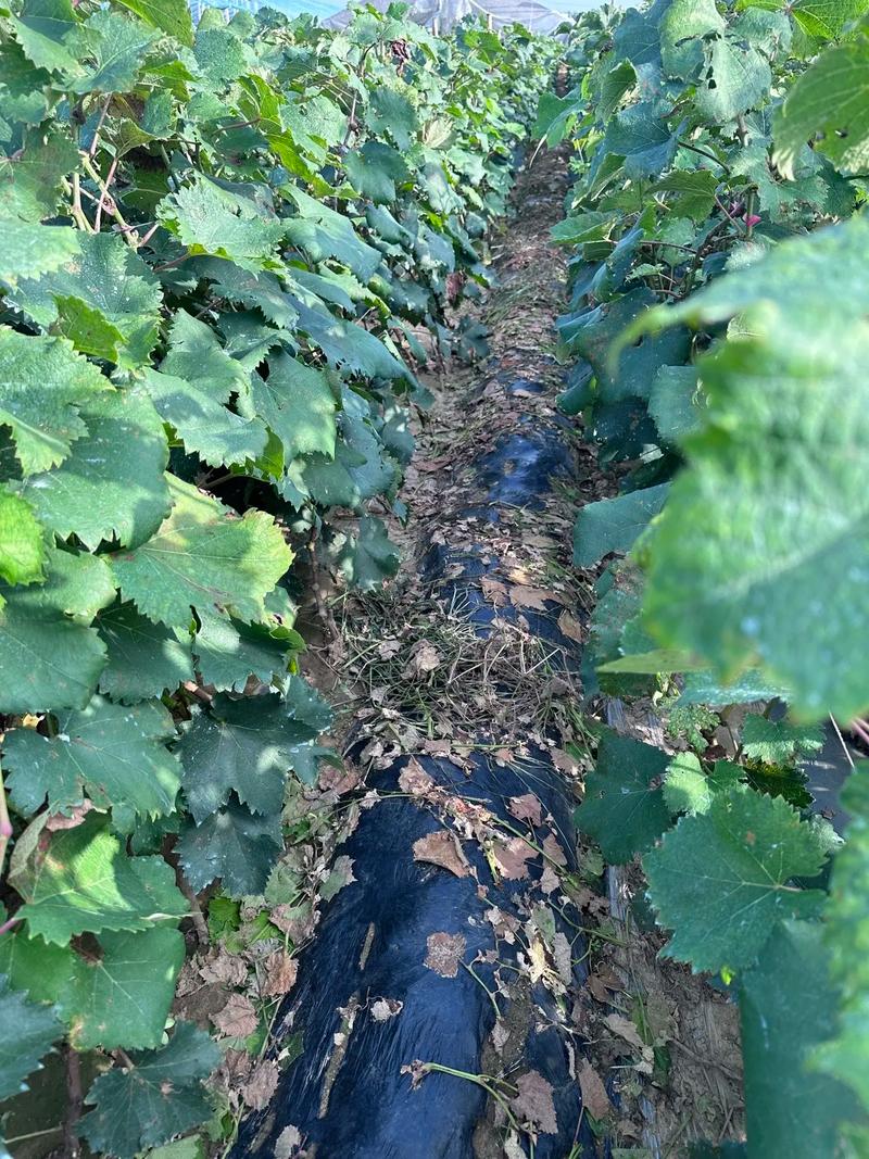 葡萄施肥距离根部多远？葡萄施肥距离根部多远合适？-第5张图片-优品飞百科