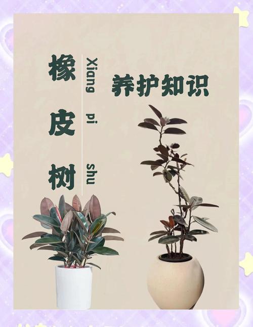 橡皮树怎么养,花叶橡皮树怎么养?-第3张图片-优品飞百科 橡皮树怎么养,花叶橡皮树怎么养?-第3张图片-优品飞百科