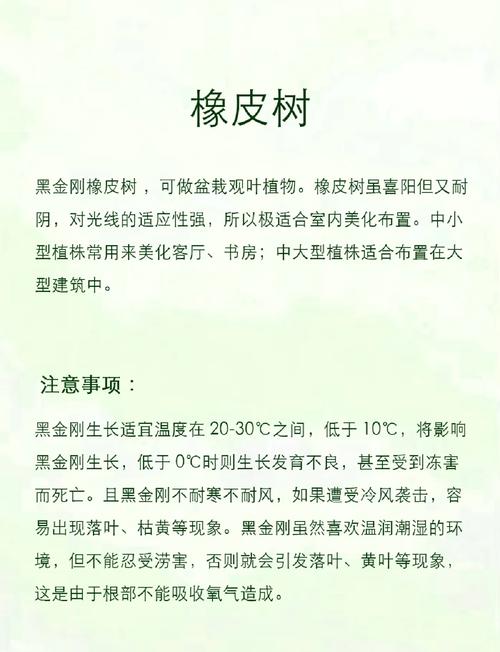 橡皮树怎么养,花叶橡皮树怎么养?-第4张图片-优品飞百科 橡皮树怎么养,花叶橡皮树怎么养?-第4张图片-优品飞百科