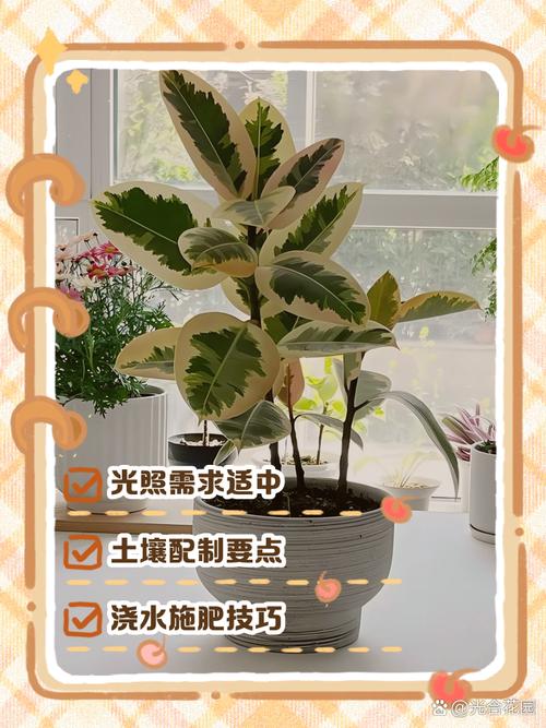 橡皮树怎么养,花叶橡皮树怎么养?-第5张图片-优品飞百科 橡皮树怎么养,花叶橡皮树怎么养?-第5张图片-优品飞百科