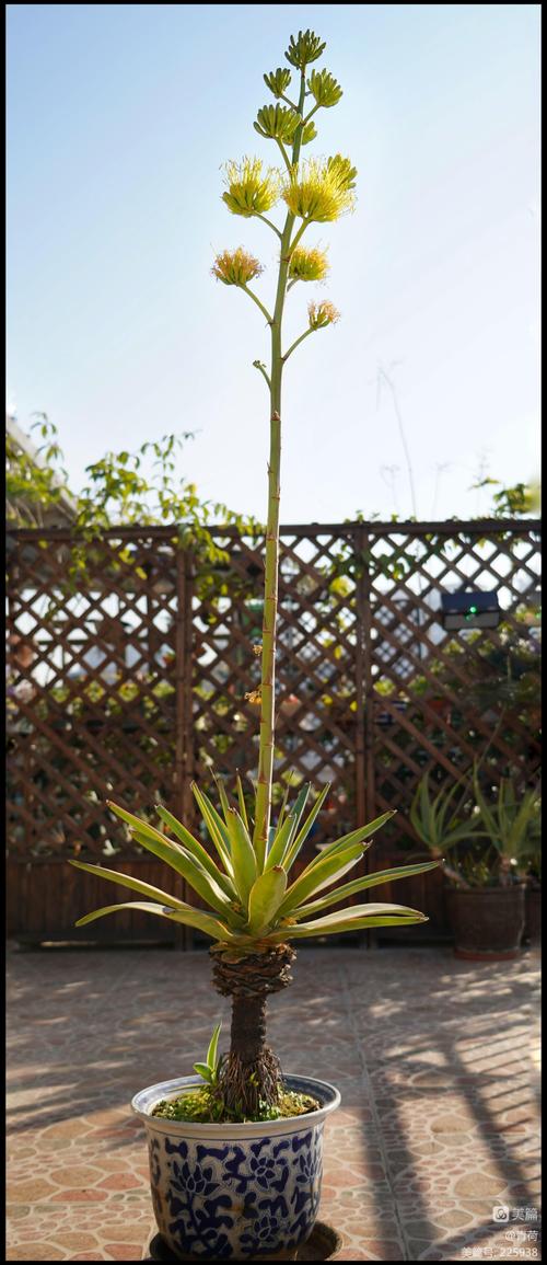 龙舌兰怎么施肥，龙舌兰如何控养