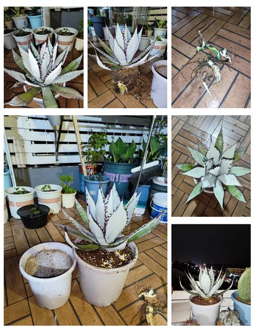 龙舌兰怎么施肥，龙舌兰如何控养-第2张图片-优品飞百科