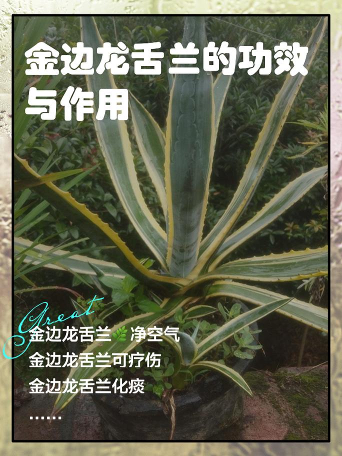 龙舌兰怎么施肥，龙舌兰如何控养-第3张图片-优品飞百科