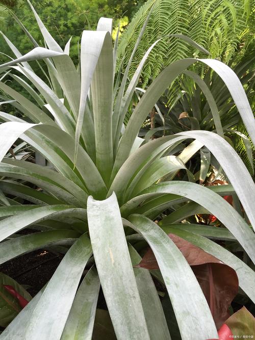 龙舌兰怎么施肥，龙舌兰如何控养-第4张图片-优品飞百科