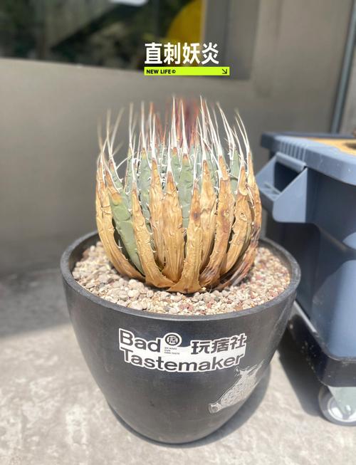 龙舌兰怎么施肥，龙舌兰如何控养-第5张图片-优品飞百科