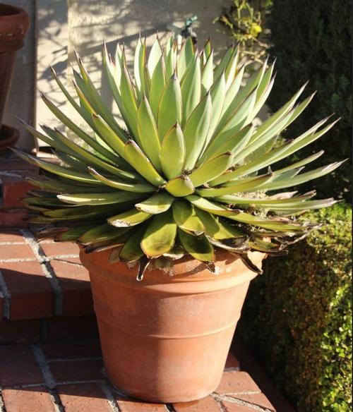 龙舌兰怎么施肥，龙舌兰如何控养-第6张图片-优品飞百科