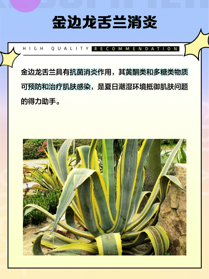 龙舌兰怎么施肥，龙舌兰如何控养-第7张图片-优品飞百科