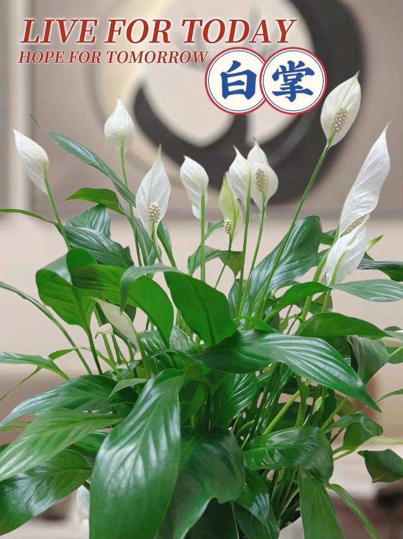 一帆风顺水培冬天怎么养，一帆风顺水培冬天会冻死吗