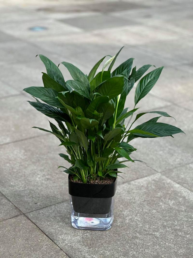 一帆风顺水培冬天怎么养，一帆风顺水培冬天会冻死吗-第3张图片-优品飞百科