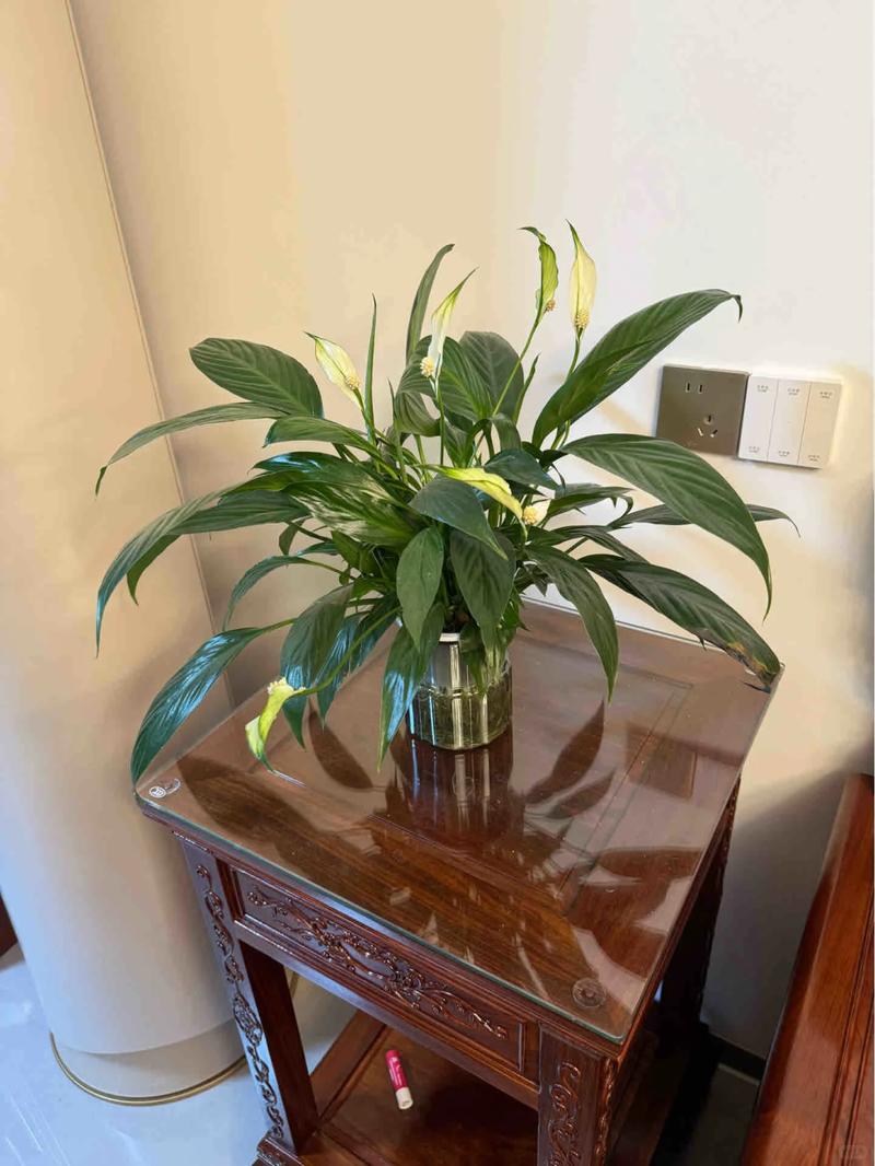 一帆风顺水培冬天怎么养，一帆风顺水培冬天会冻死吗-第4张图片-优品飞百科