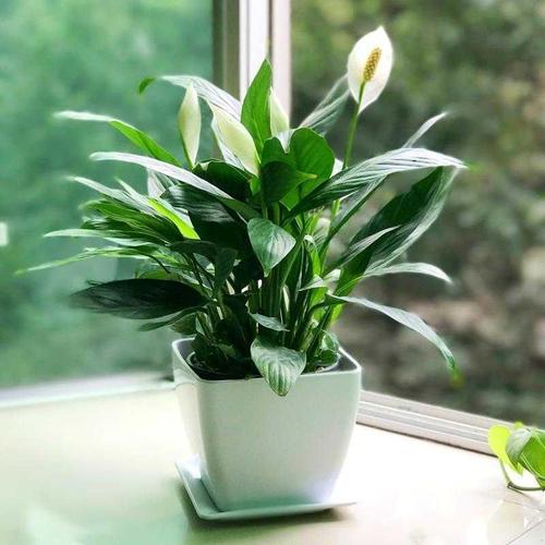 一帆风顺水培冬天怎么养，一帆风顺水培冬天会冻死吗-第6张图片-优品飞百科